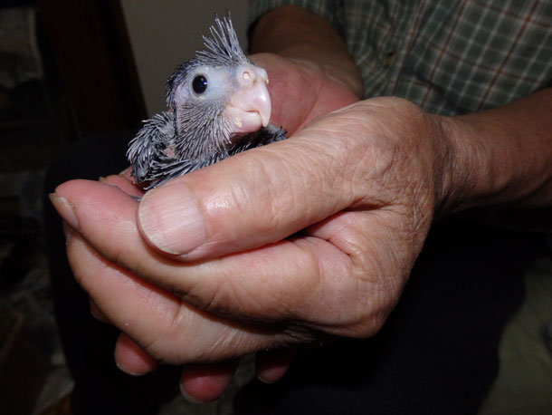 福岡県手乗りインコ小鳥販売ペットミッキンに手乗りオカメインコのヒナが仲間入りしました。