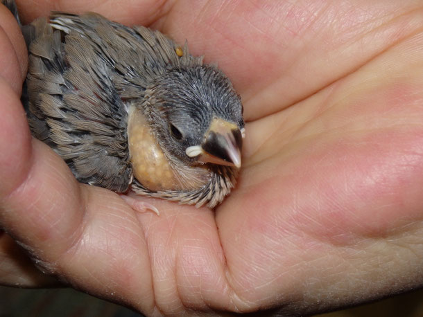 手乗り文鳥のヒナが仲間入りしました。