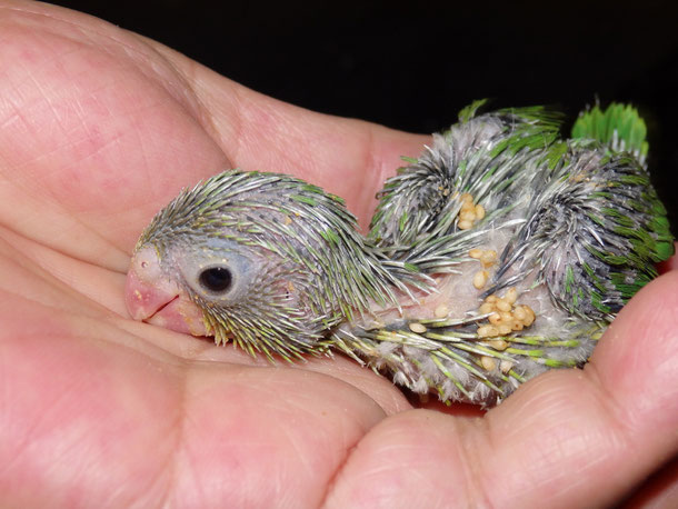 福岡県手乗りインコ小鳥販売店ペットショップミッキンに手乗りマメルリハインコのヒナが仲間入りしました。