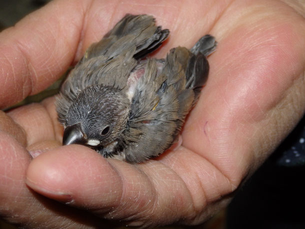 手乗り文鳥のヒナが仲間入りしました。