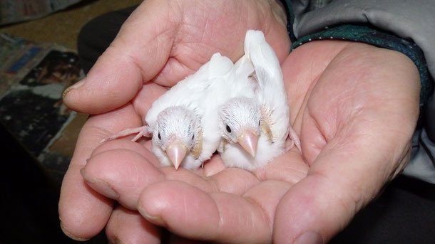 手乗り文鳥のヒナが仲間入りしました。