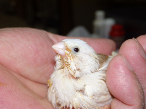 福岡県手乗りインコ小鳥販売店ペットショップミッキンに手乗りコキンチョウのヒナが仲間入りしました。