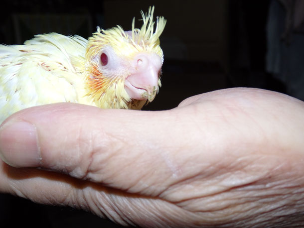手乗りオカメインコのヒナ