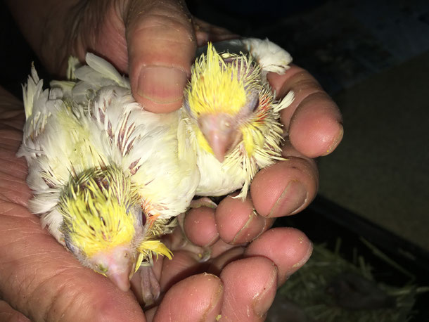 福岡県手乗りインコ小鳥販売店ペットミッキン　手乗りオカメインコのヒナの集合写真。