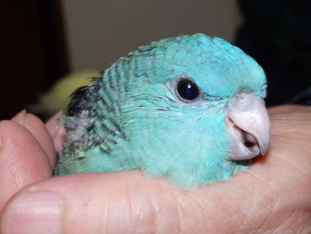 福岡県手乗りインコ小鳥販売ペットショップミッキン 手乗りサザナミインコのヒナ