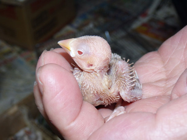 福岡県手乗りインコ小鳥販売ペットミッキンに手乗り文鳥が仲間入りしました。