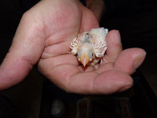 白文鳥(シロブンチョウ)が仲間入りしました。