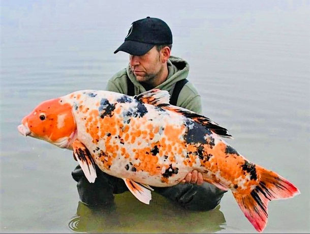 carpe koï d'Iktus