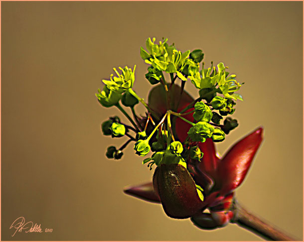 Neues Leben