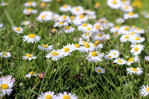wiese, daisies, gänseblümchen, blumenwiese, blumen, hippielieder, hippies, weiß, orange, gras, grün, makro, nah