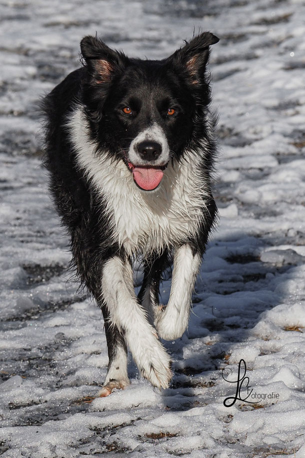 Bordercolliemix im Schnee