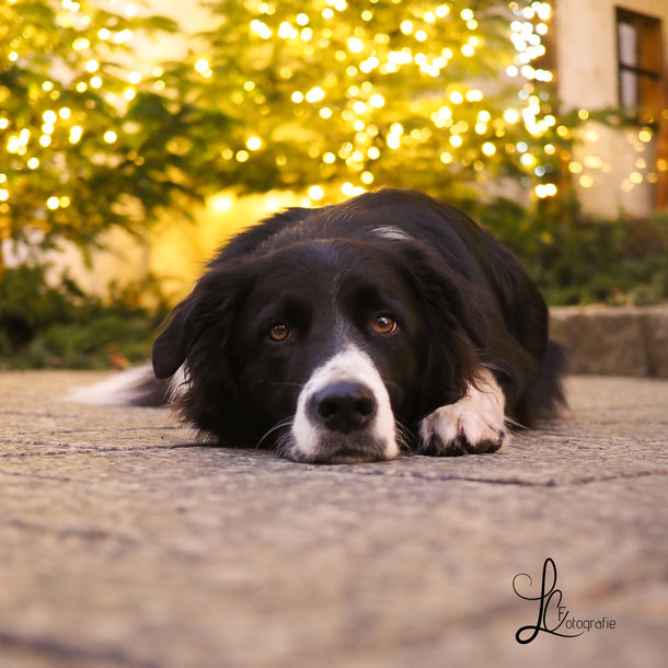 Hund mit Weihnachtsbeleuchtung