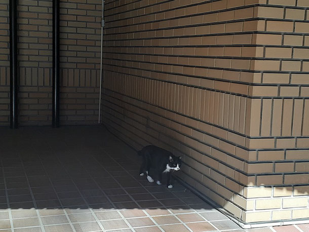 35℃を超える暑さの中、お散歩をしていた猫。日陰を選んで歩いています。