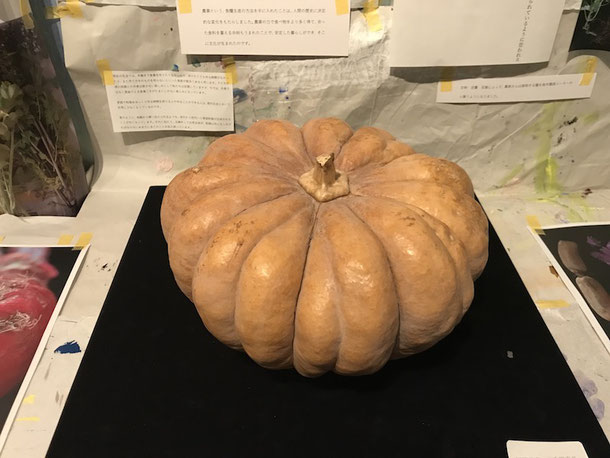 日本最古の南瓜、福岡県産の三毛門南瓜