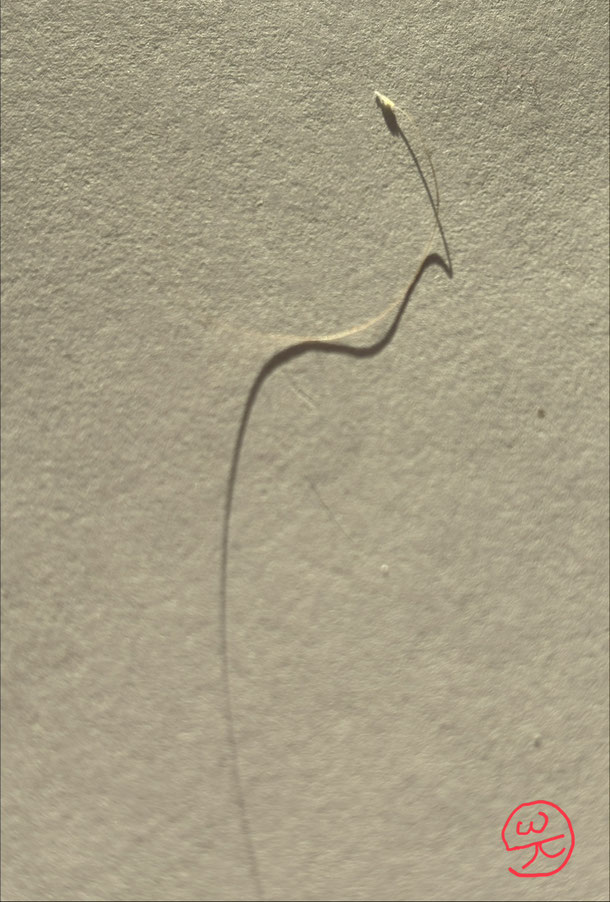 Thinking or the thing-in-itself, hair on paper, 9,5 x 6 cm, 2026/16