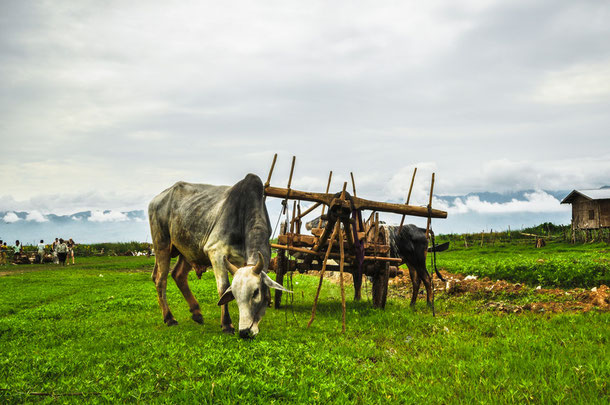 Landschaft am Inlelake im Shan Staat