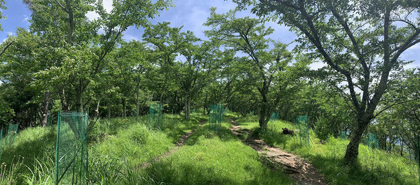 光城山の桜並木（見頃は4月中旬～下旬）