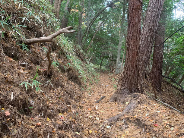 歩きやすく整備された登山道