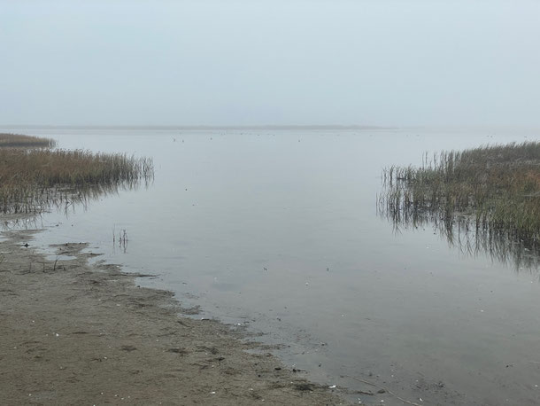 Hufspuren verlieren sich im nassen Sand am Ufer einer Lagune