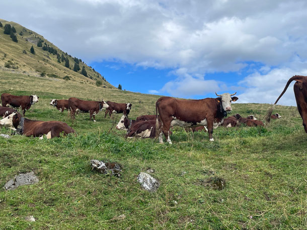 Typische Reblochon de Savoie-Kuh 
