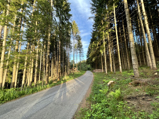 Bergwald hinterm Nageler Hof 
