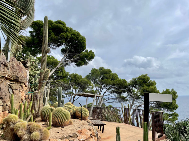 Schönheit von Kakteen genießen - mit Meerblick 