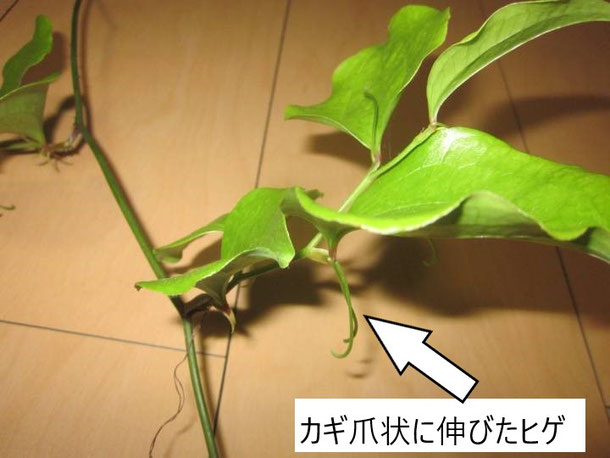 サルトリイバラの特徴１