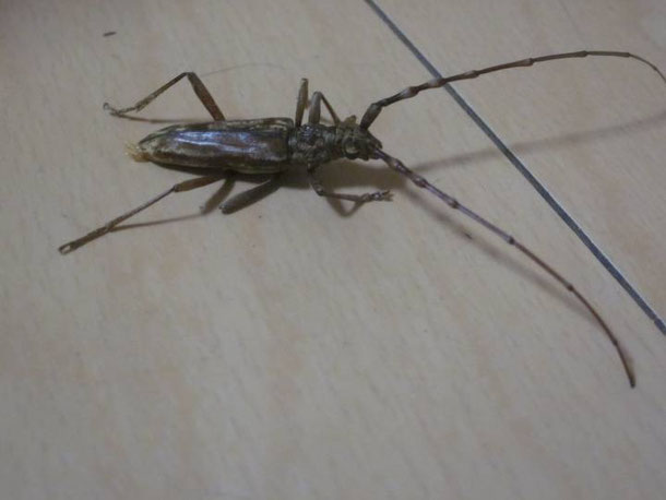 キマダラミヤマカミキリ側面