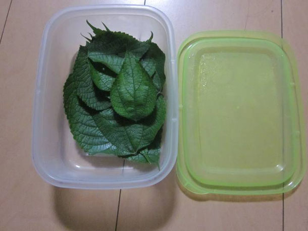 タッパーにいれたカラムシ