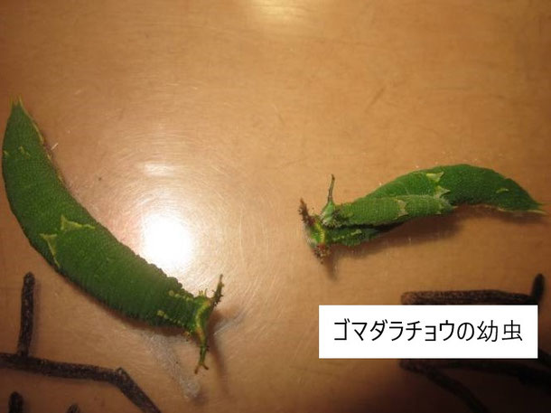 幼虫達の様子