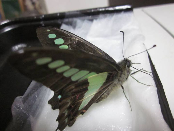 アオスジアゲハの飼い方 昆虫の捕まえ方 育て方 図鑑