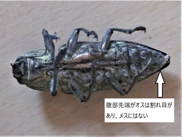 ウバタマムシ　オス　裏側