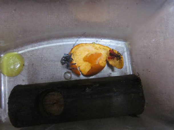 ベニカミキリとゴマダラカミキリ