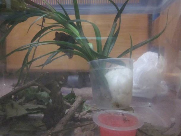 ルリタテハの飼育ケース