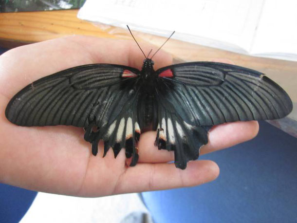 ナガサキアゲハ（メス、タイ産飼育品） ナガサキアゲハ（メス、タイ産飼育品） ナガサキアゲハ（メス