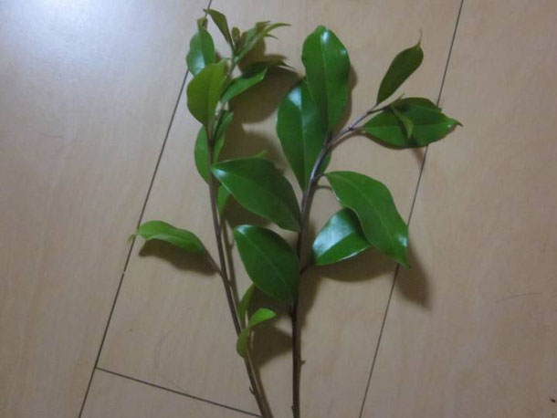 クロガネモチの枝