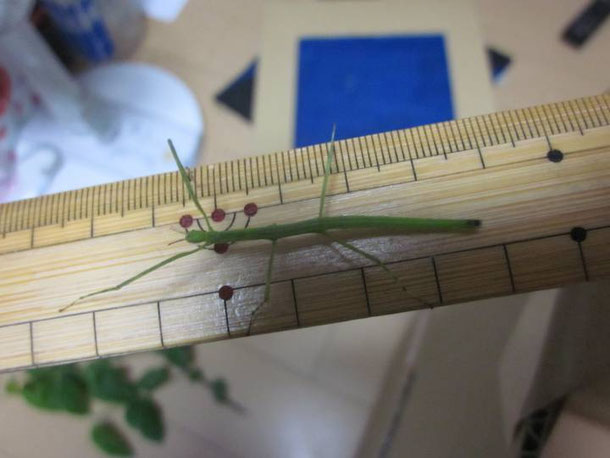 ちょっと成長したナナフシの幼虫