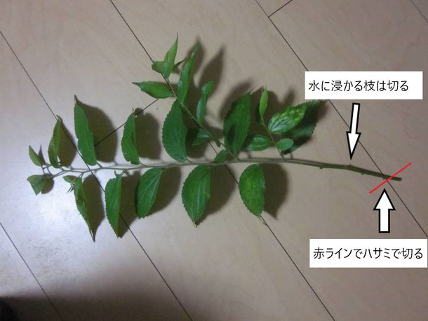 枝の切り方