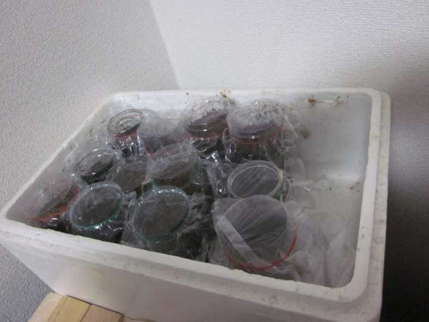 クワガタの幼虫屋内管理