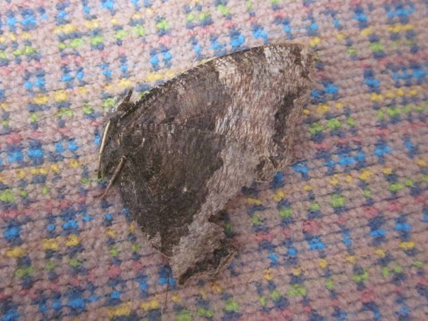 新しく捕まえたヒオドシチョウ