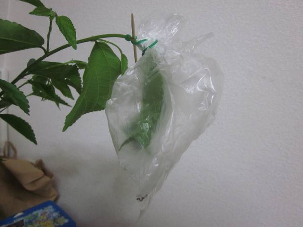 先端に袋を付けて飼育