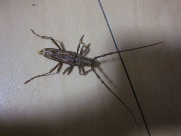 キマダラミヤマカミキリ