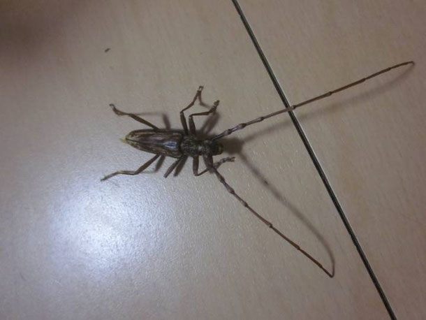 キマダラミヤマカミキリ