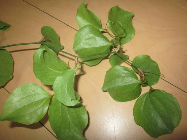 サルトリイバラ