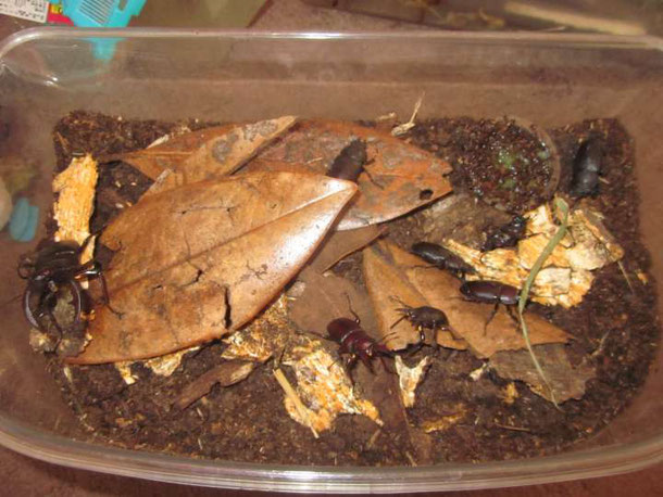 ノコギリクワガタの飼い方 産卵のさせ方 昆虫の捕まえ方 育て方 図鑑 ノコギリクワガタの飼い方 産卵のさせ方 昆虫の捕まえ方 育て方 図鑑