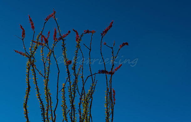 The Mighty Ocotillo...