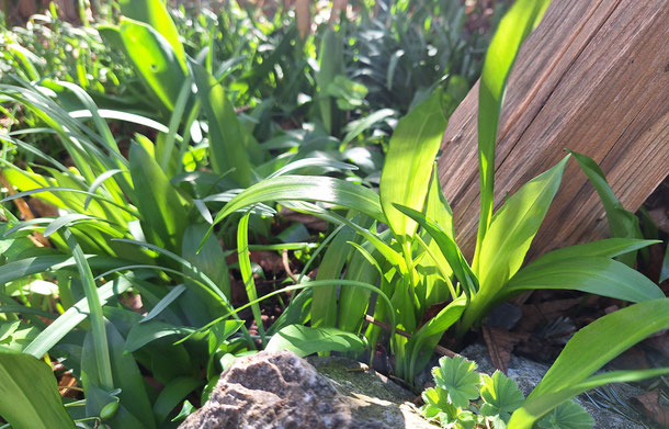 Bärlauchblätter im Frühling