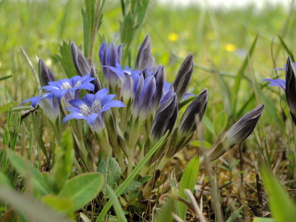 ハルリンドウ - 野山に自然に咲く花のページ