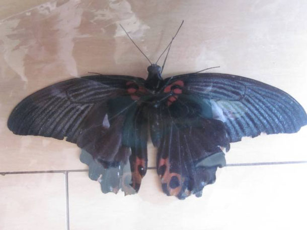 ナガサキアゲハ（メス、タイ産飼育品） ナガサキアゲハのメス: 畑の毎日