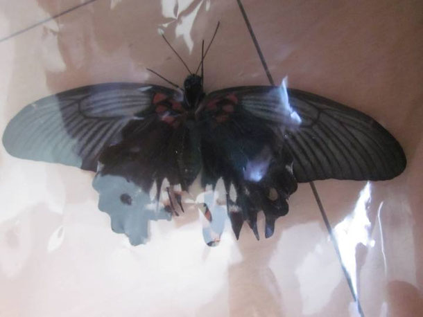 ナガサキアゲハ - 昆虫の捕まえ方、育て方、図鑑